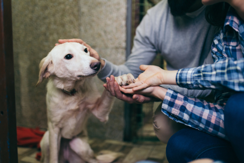 animal rescue volunteers
