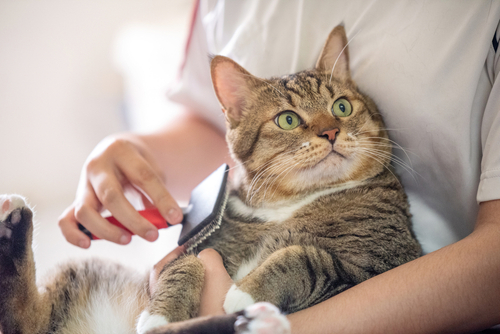 pet groomer and a cat