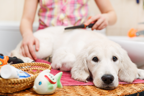 pet groomer and a dog